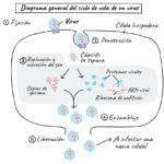 Cuál es el ciclo de vida de un virus informático