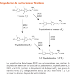 Significado del término MOV y sus diversas aplicaciones explicadas